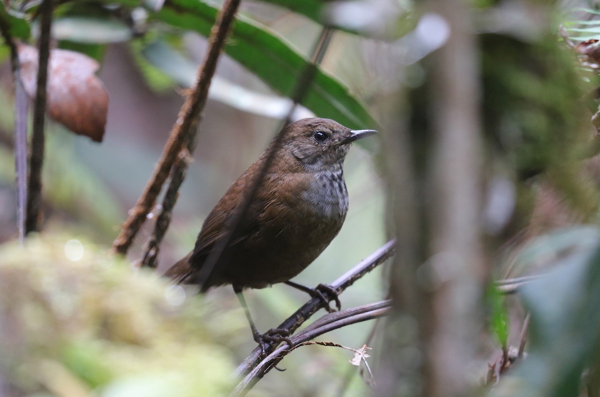 Friendly Bush Warbler - Jonathan Slifkin