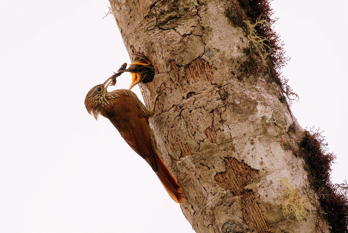 Montane Woodcreeper - ML204071801