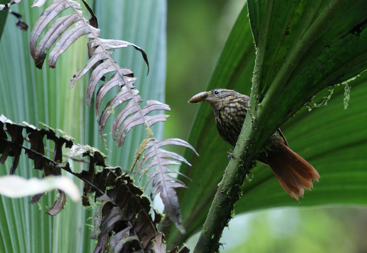 Rusty-winged Barbtail - ML204071841