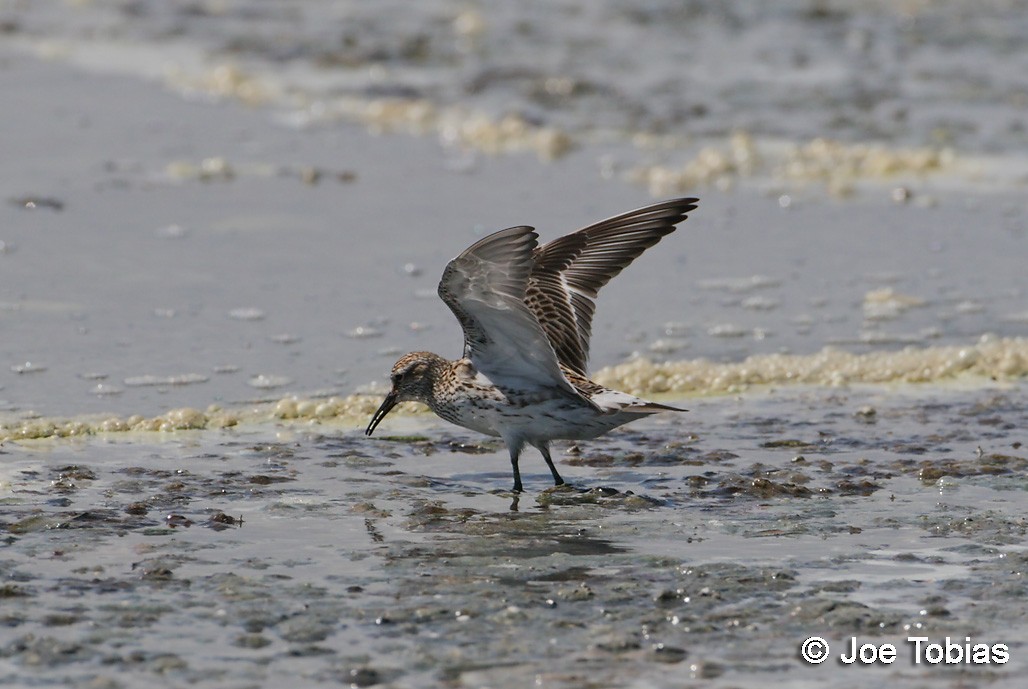 White-rumped Sandpiper - ML204072801