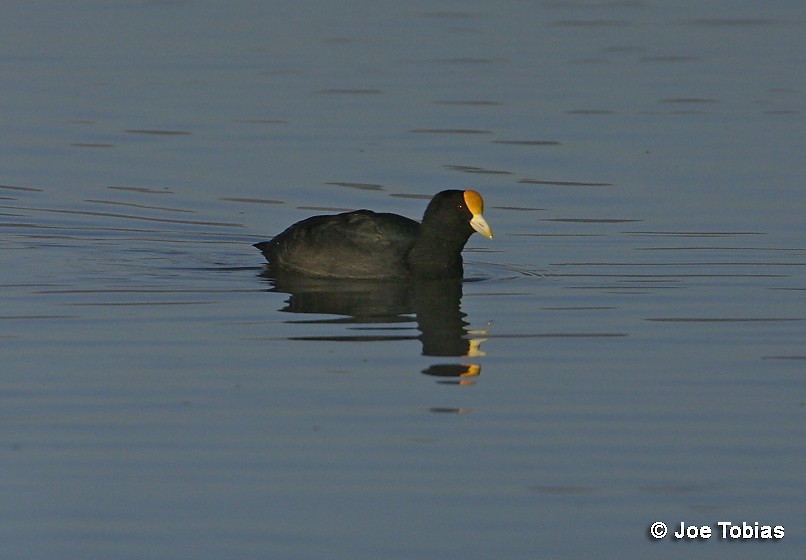 Foulque leucoptère - ML204072871