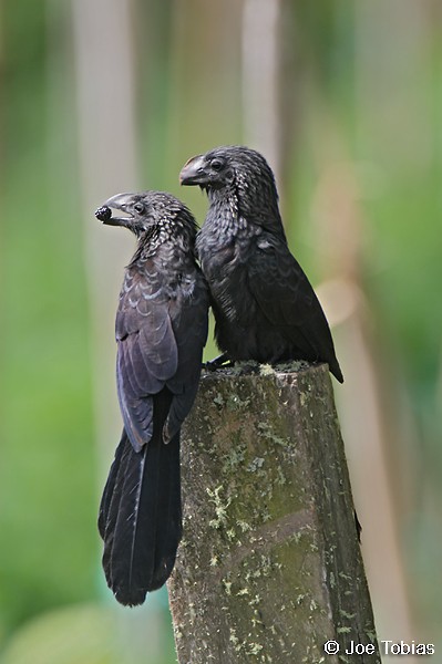 Smooth-billed Ani - ML204073201