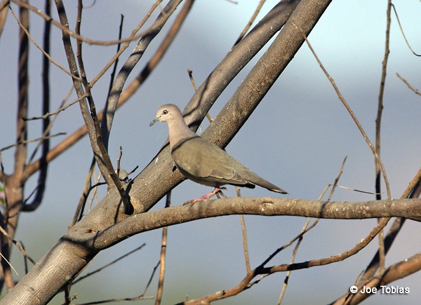 シロビタイシャコバト（brasiliensis グループ） - ML204073341