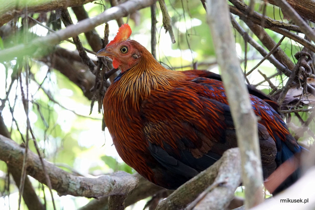 Sri Lanka Junglefowl - ML204073611