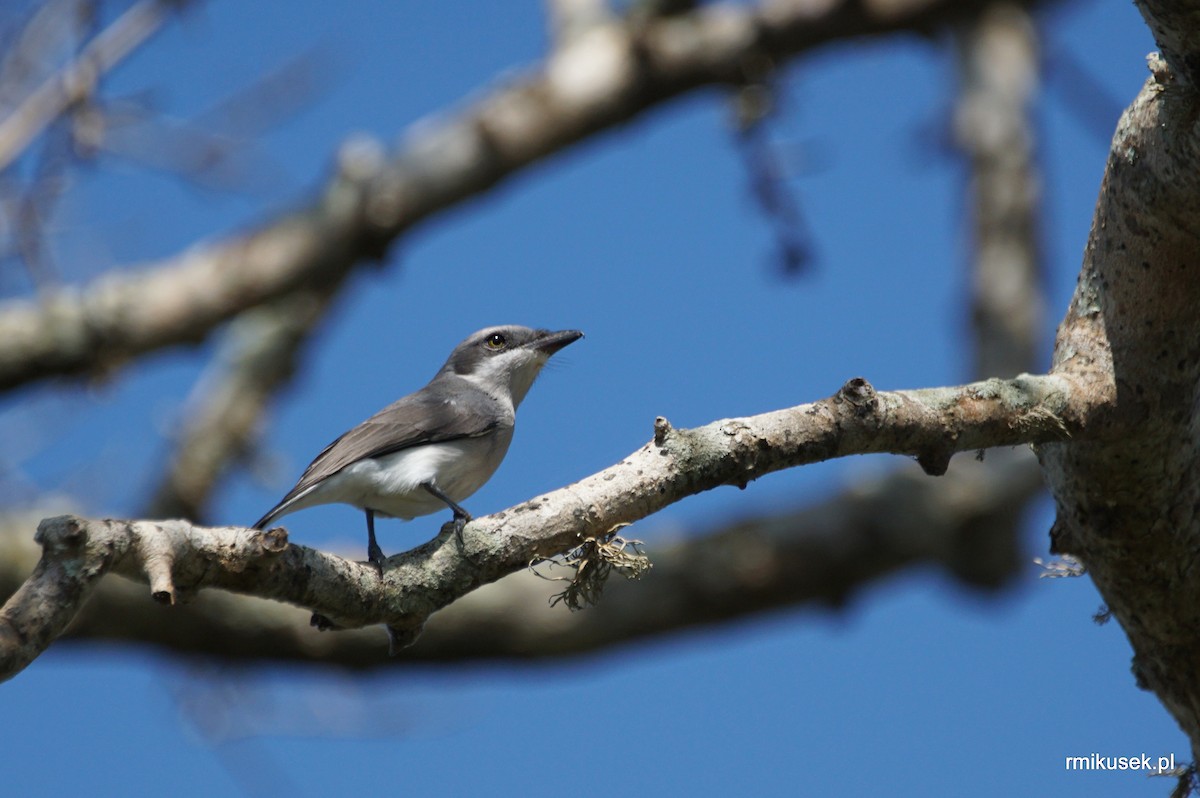 Sri Lanka Woodshrike - Romuald Mikusek