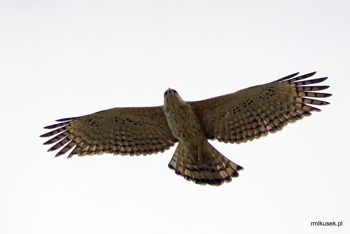 Changeable Hawk-Eagle (Crested) - Romuald Mikusek