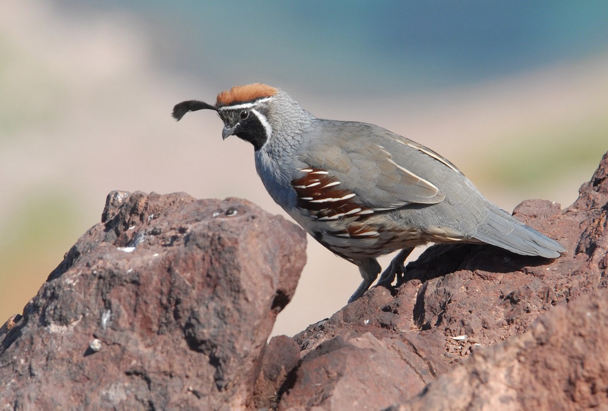 Gambel's Quail - ML204074231