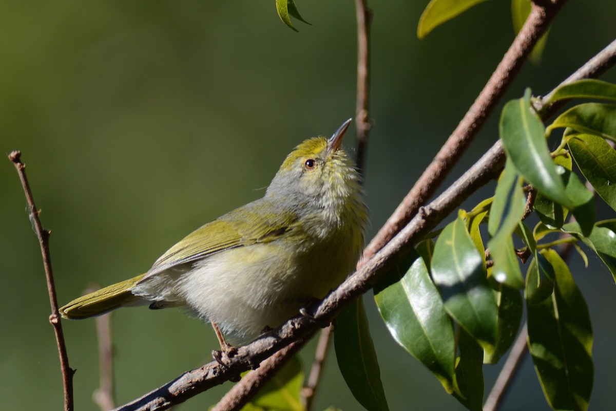 Common Jery - Edial Dekker