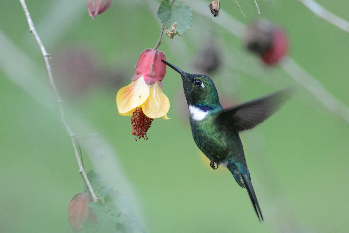 White-throated Daggerbill - Edial Dekker