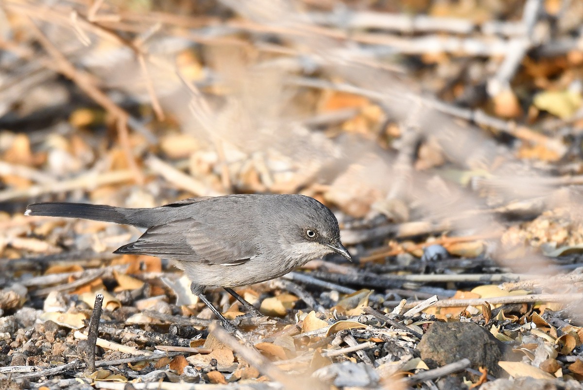 Layard's Warbler - Edial Dekker