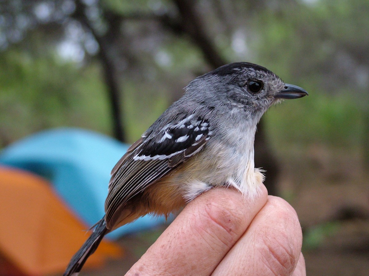 Variable Antshrike - ML204074351