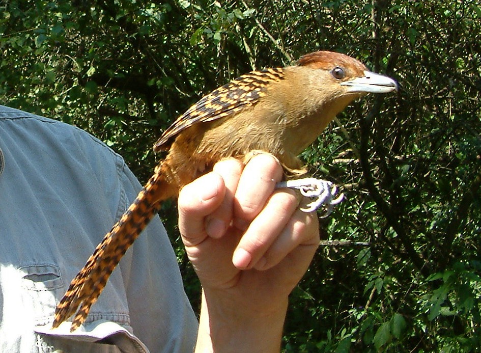 Giant Antshrike - ML204074541