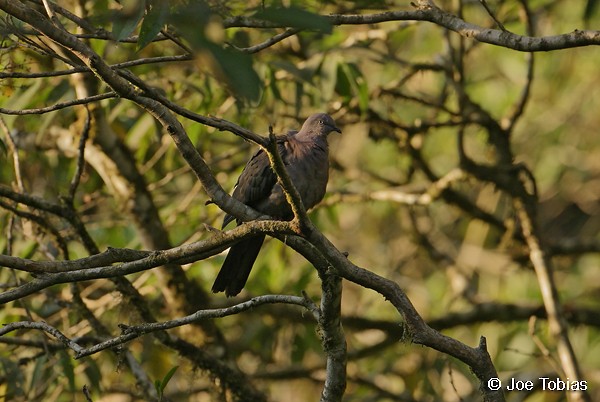 Plumbeous Pigeon - Joseph Tobias