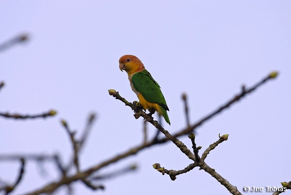 White-bellied Parrot (Black-legged) - ML204074951