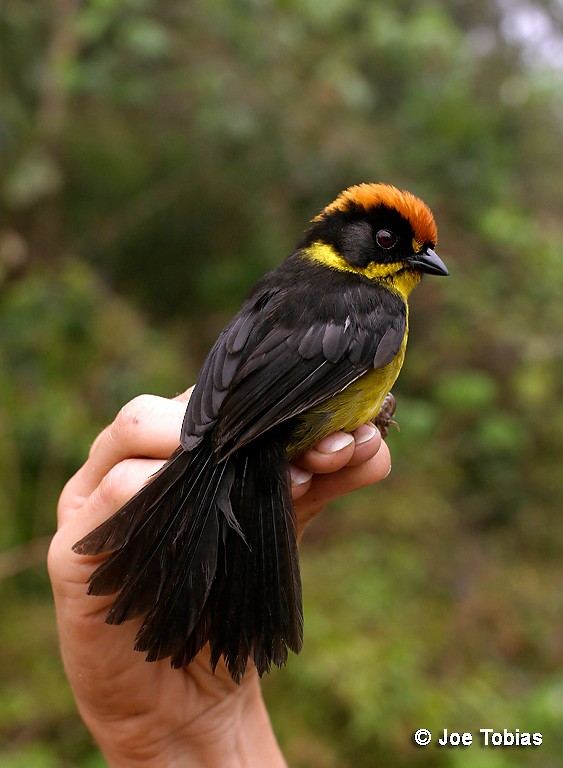 Bolivian Brushfinch - ML204075131