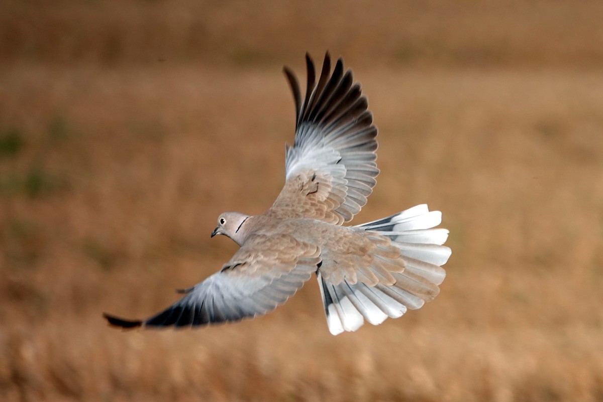 Eurasian Collared-Dove - Romuald Mikusek