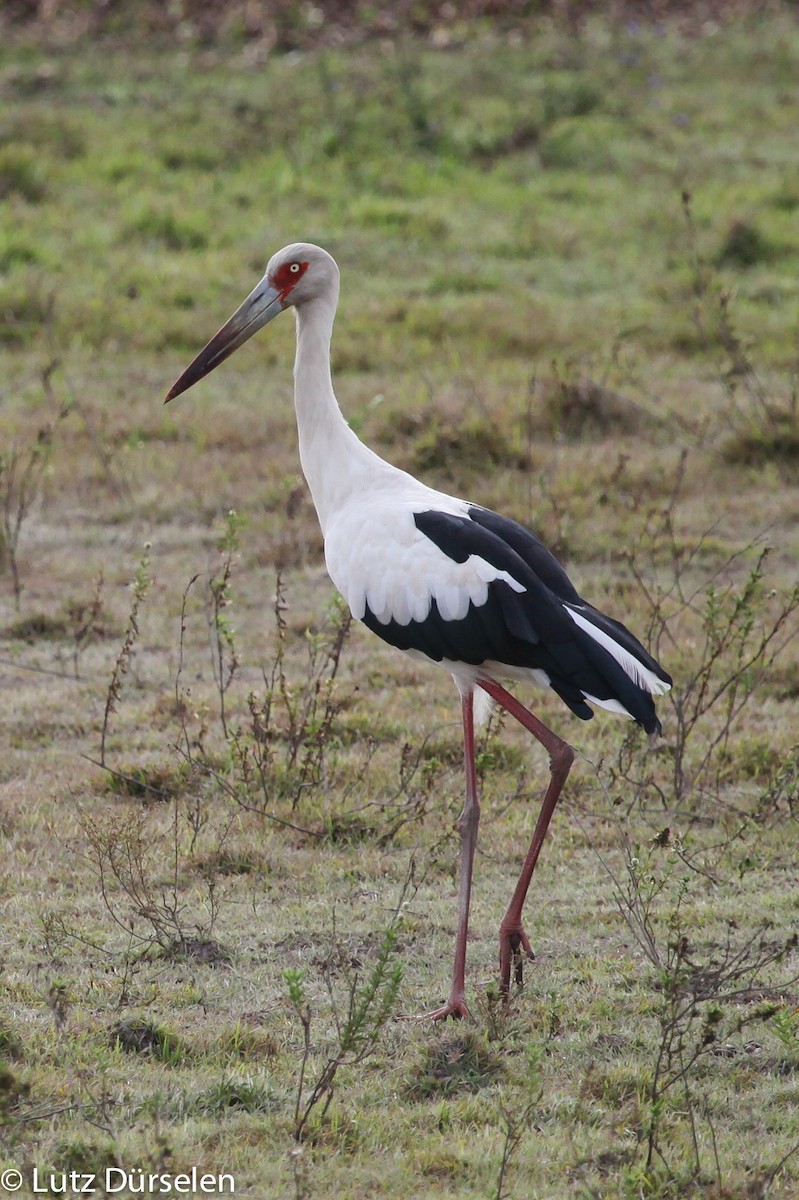 Maguari Stork - Lutz Duerselen