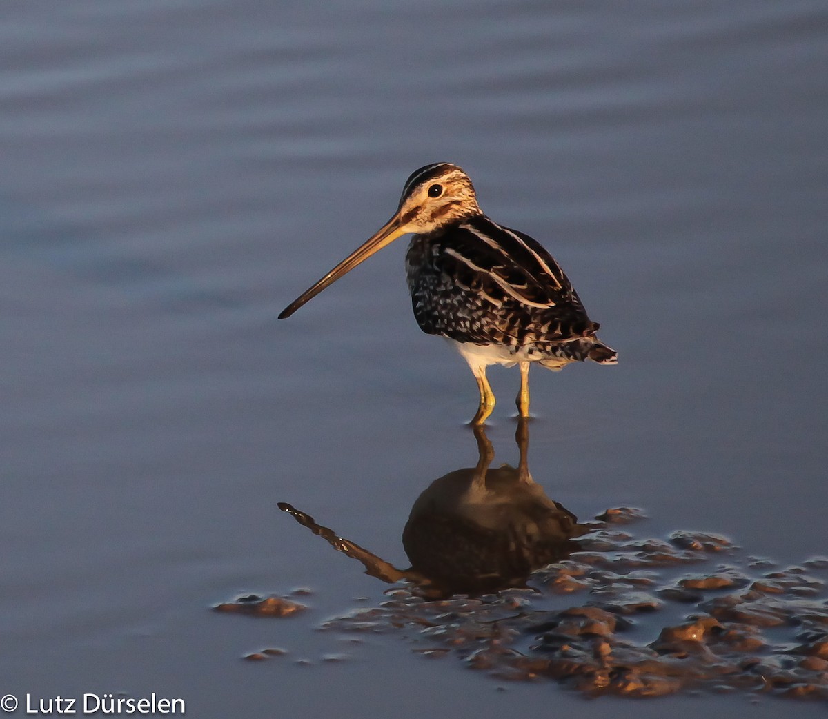 Pantanal Snipe - ML204075561