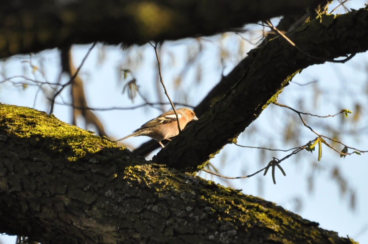 Common Chaffinch - undefined
