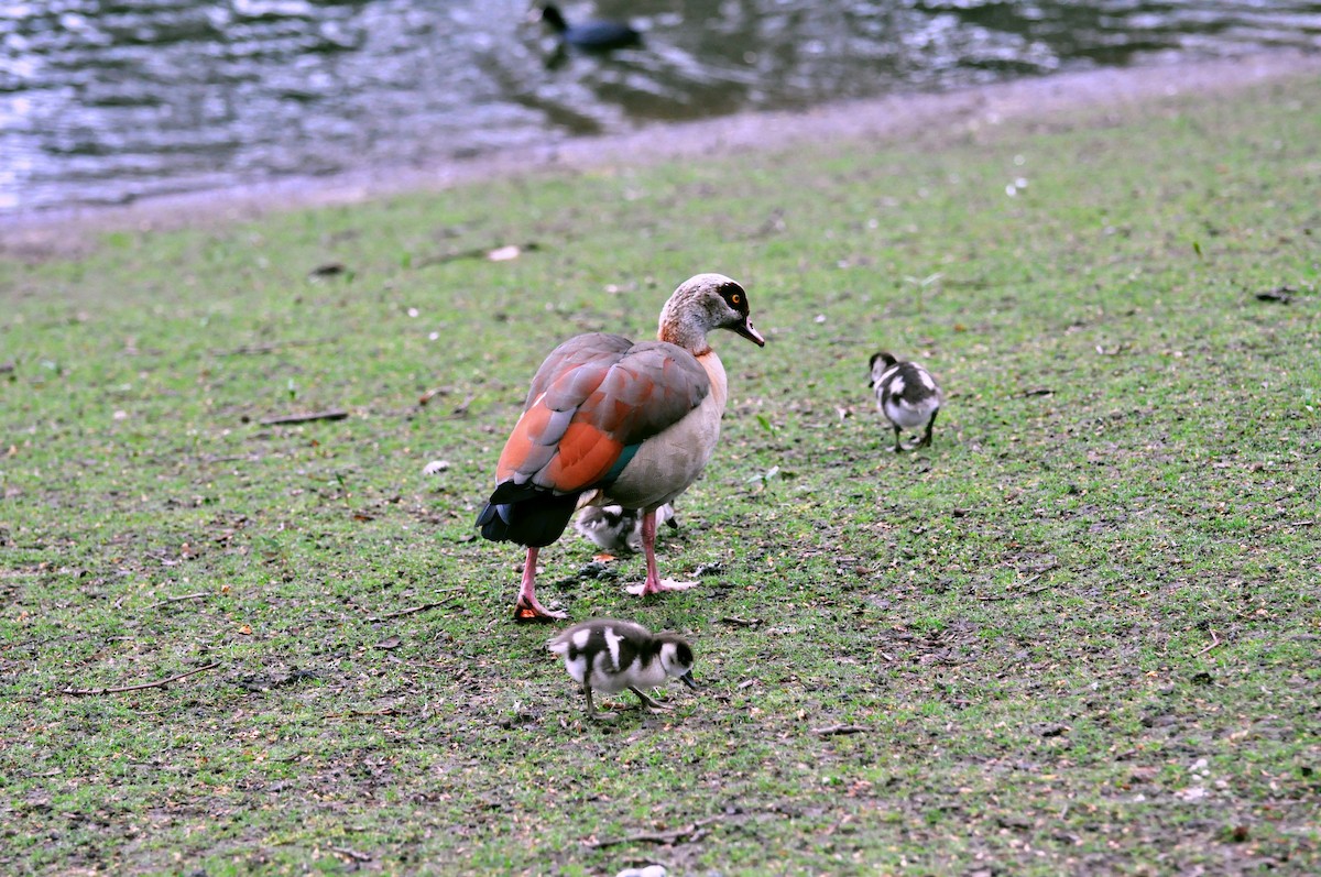 Egyptian Goose - undefined