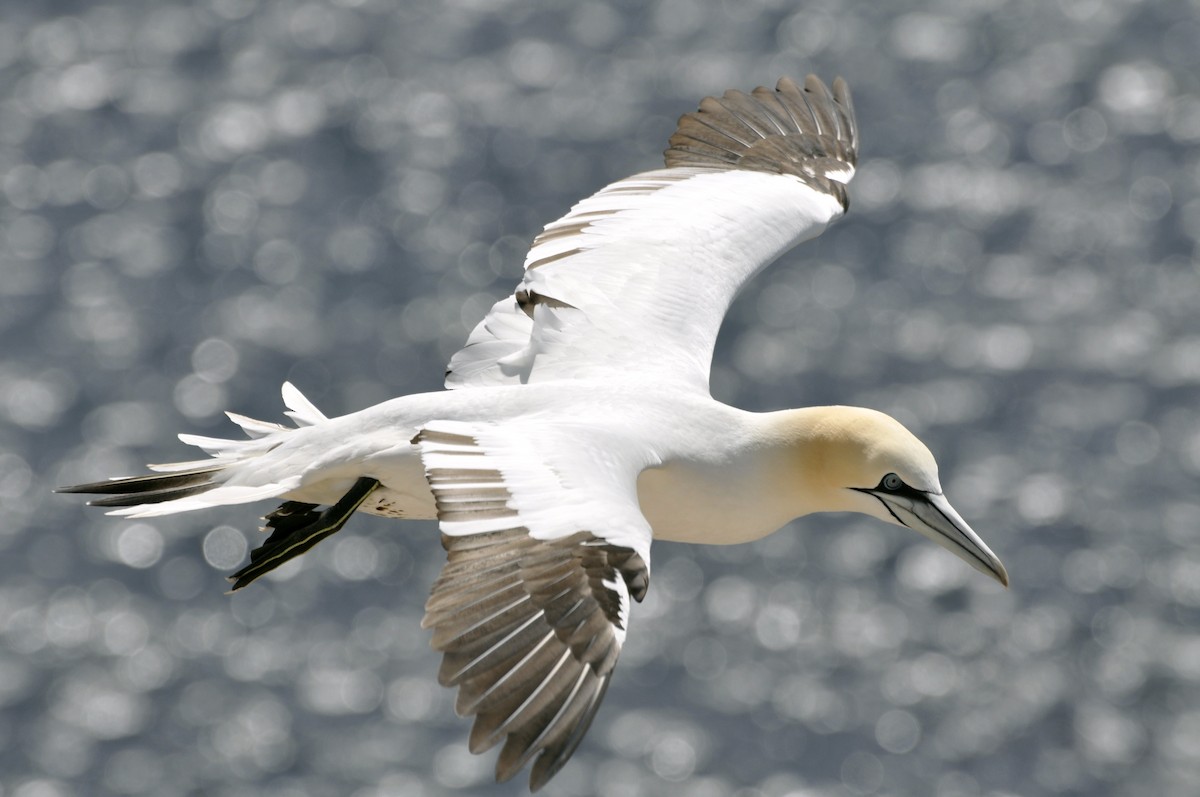 Northern Gannet - undefined