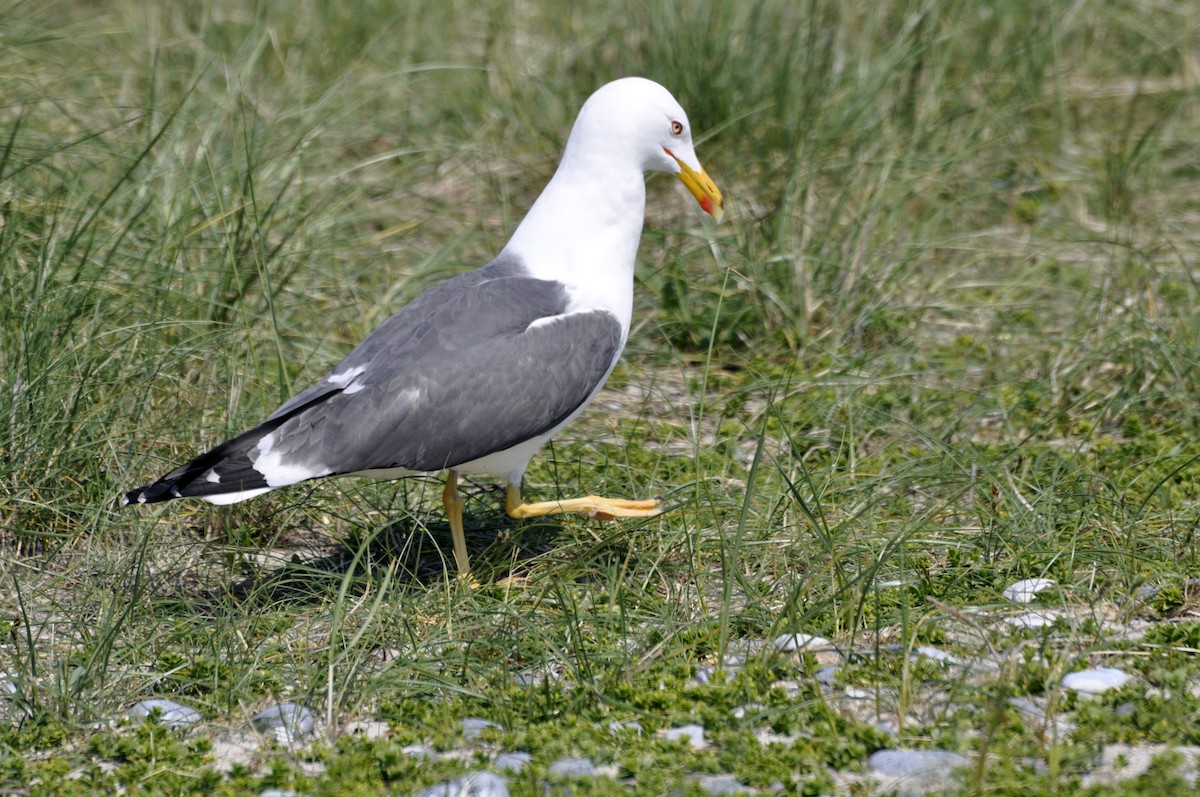 Lesser Black-backed Gull - undefined