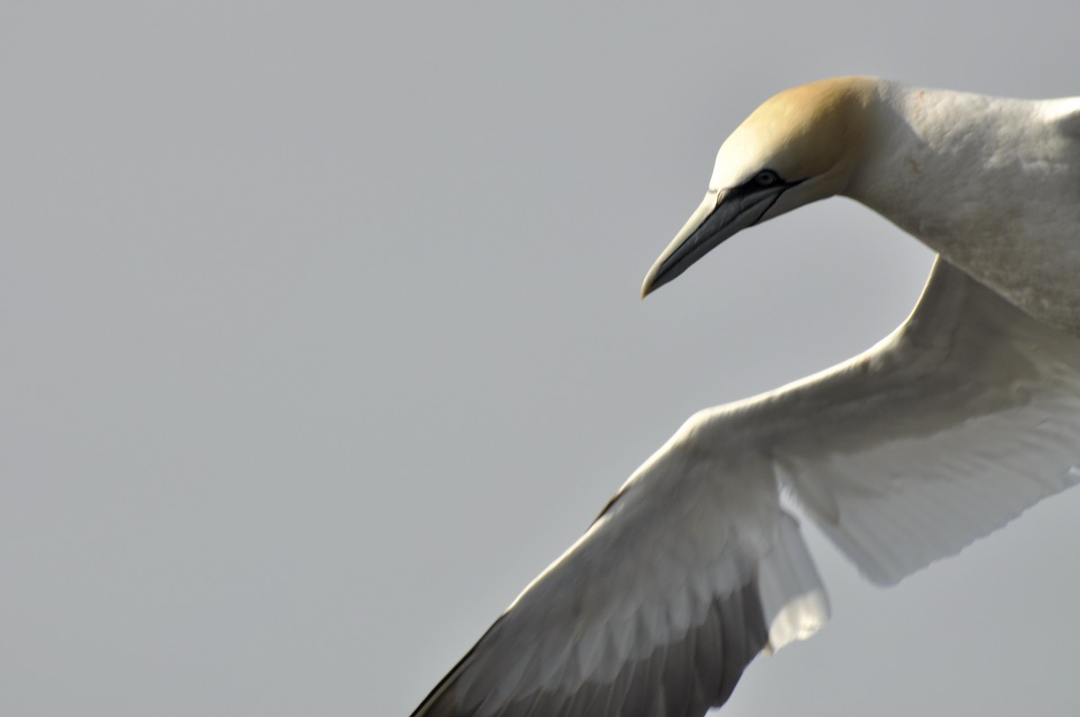 Northern Gannet - undefined