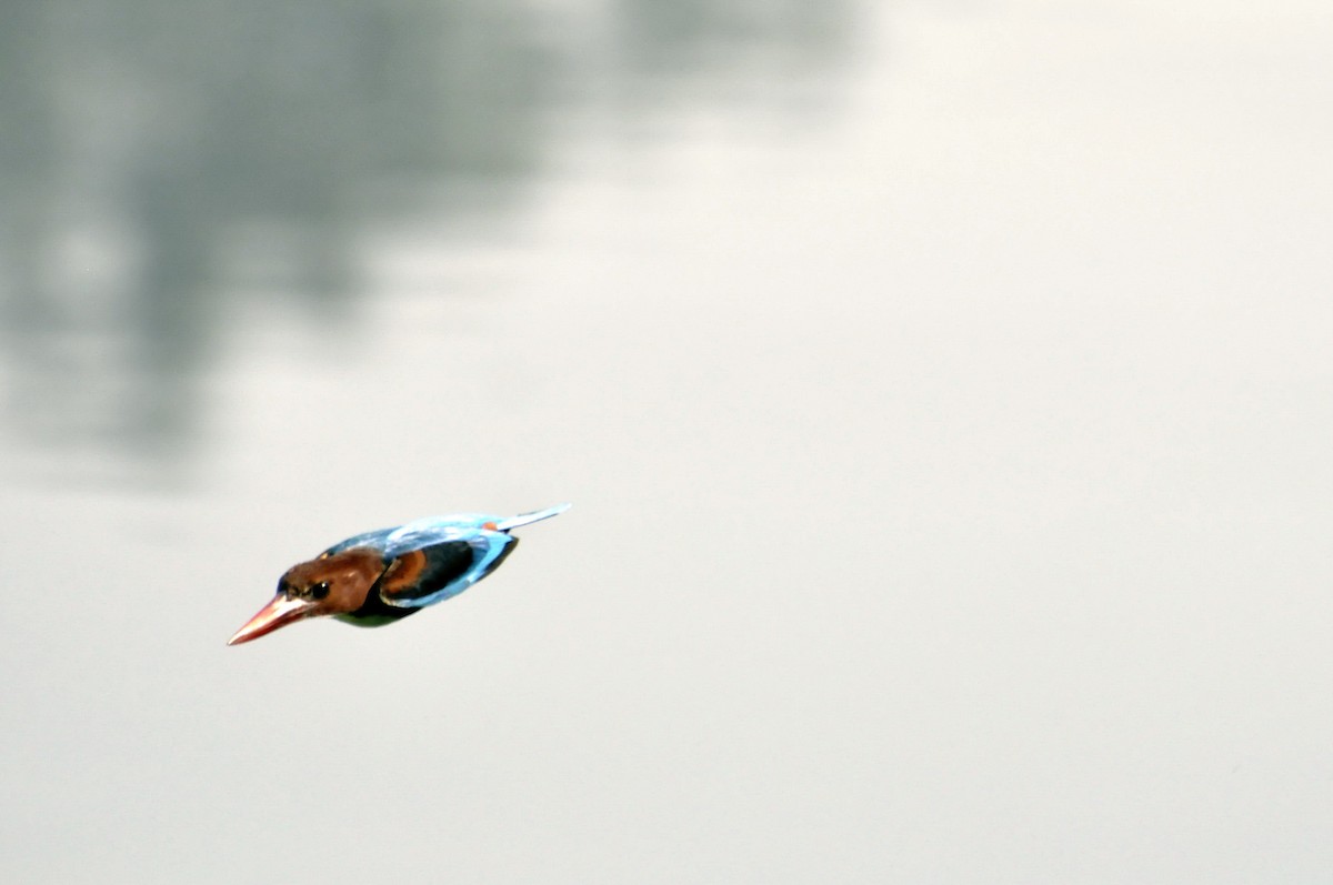 White-throated Kingfisher - undefined