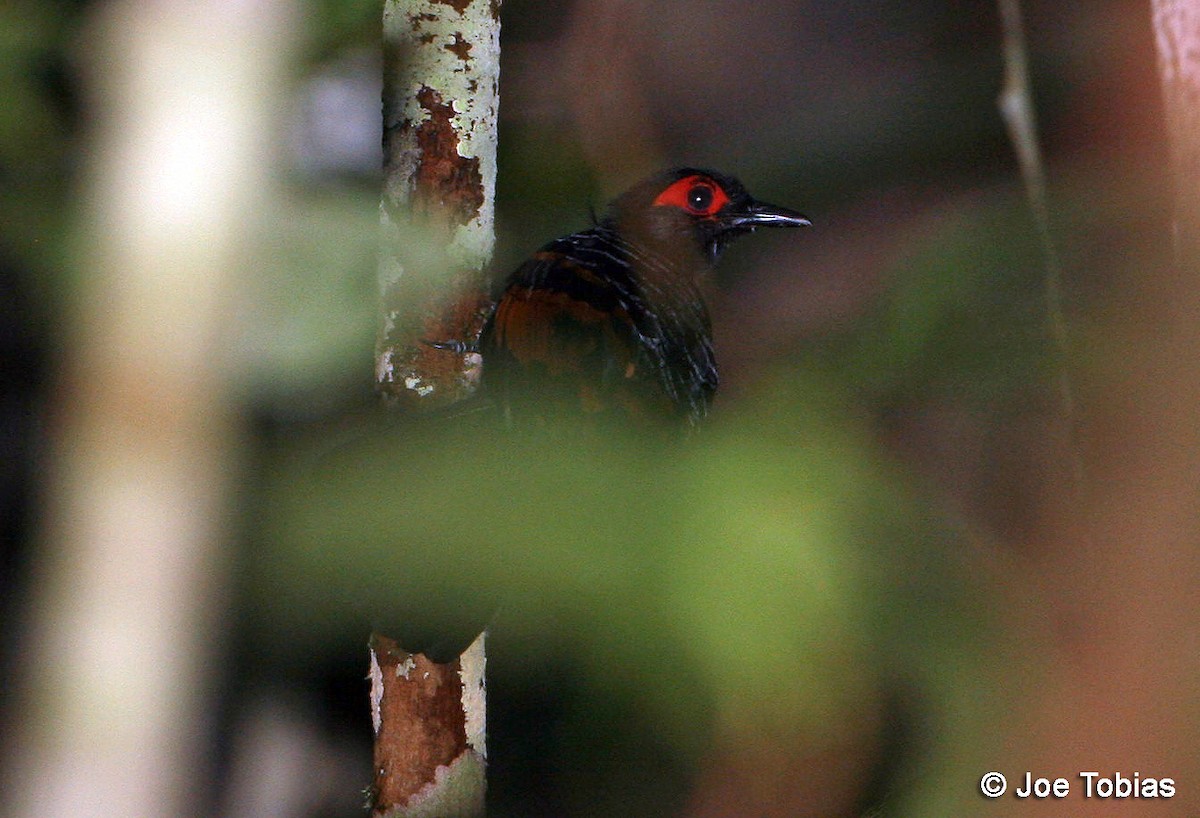 Reddish-winged Bare-eye - Joseph Tobias