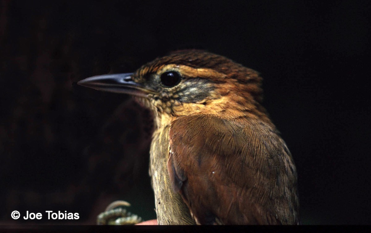 Rufous-necked Foliage-gleaner - ML204076531