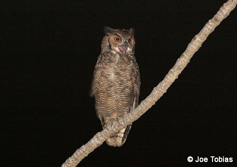 Great Horned Owl - ML204076761