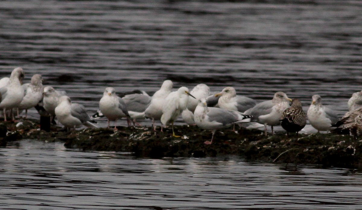 Snowy Egret - ML20407701