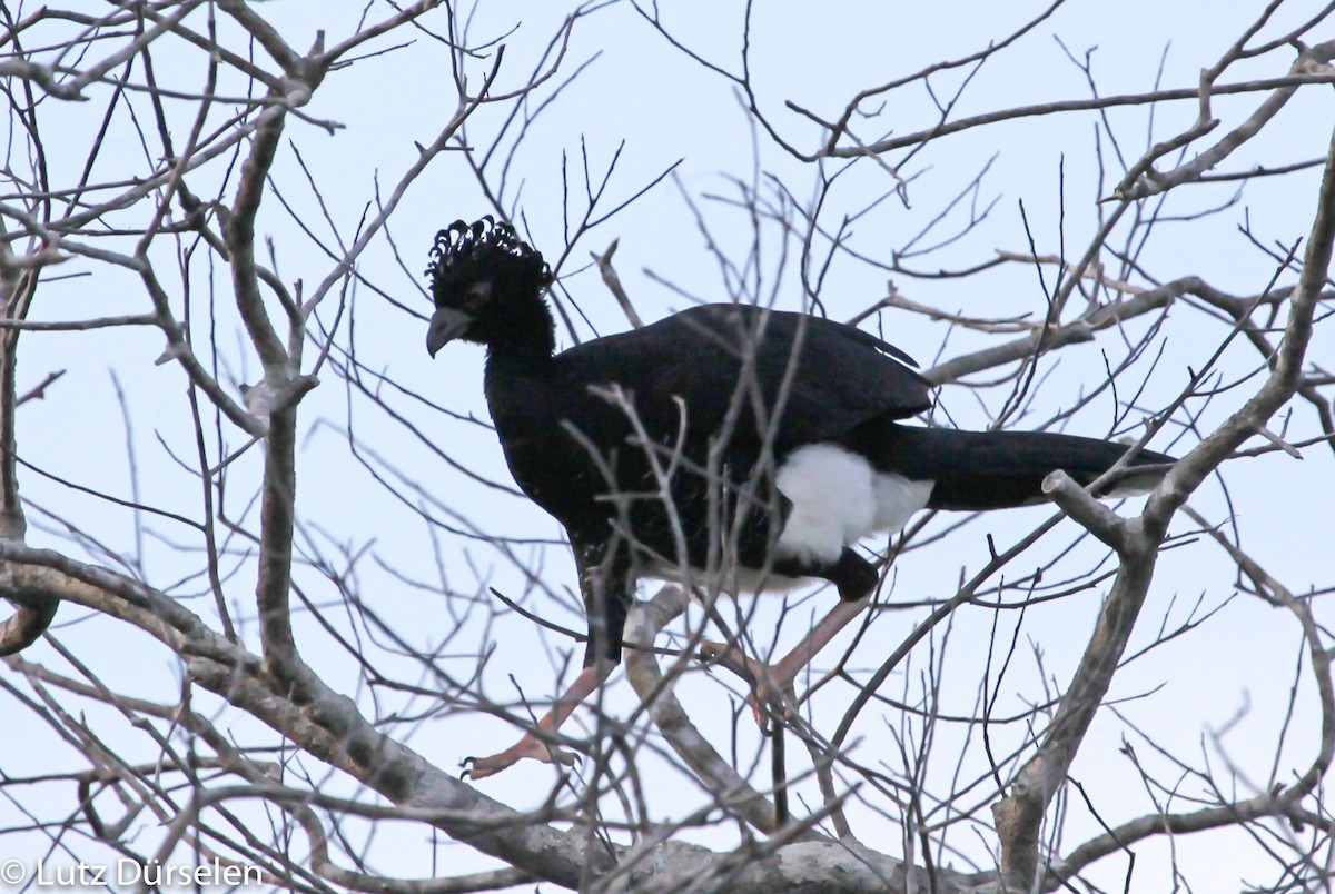 Yellow-knobbed Curassow - ML204077031