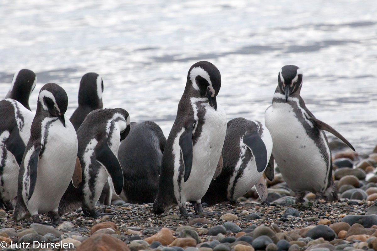 Pingüino Magallánico - ML204077191