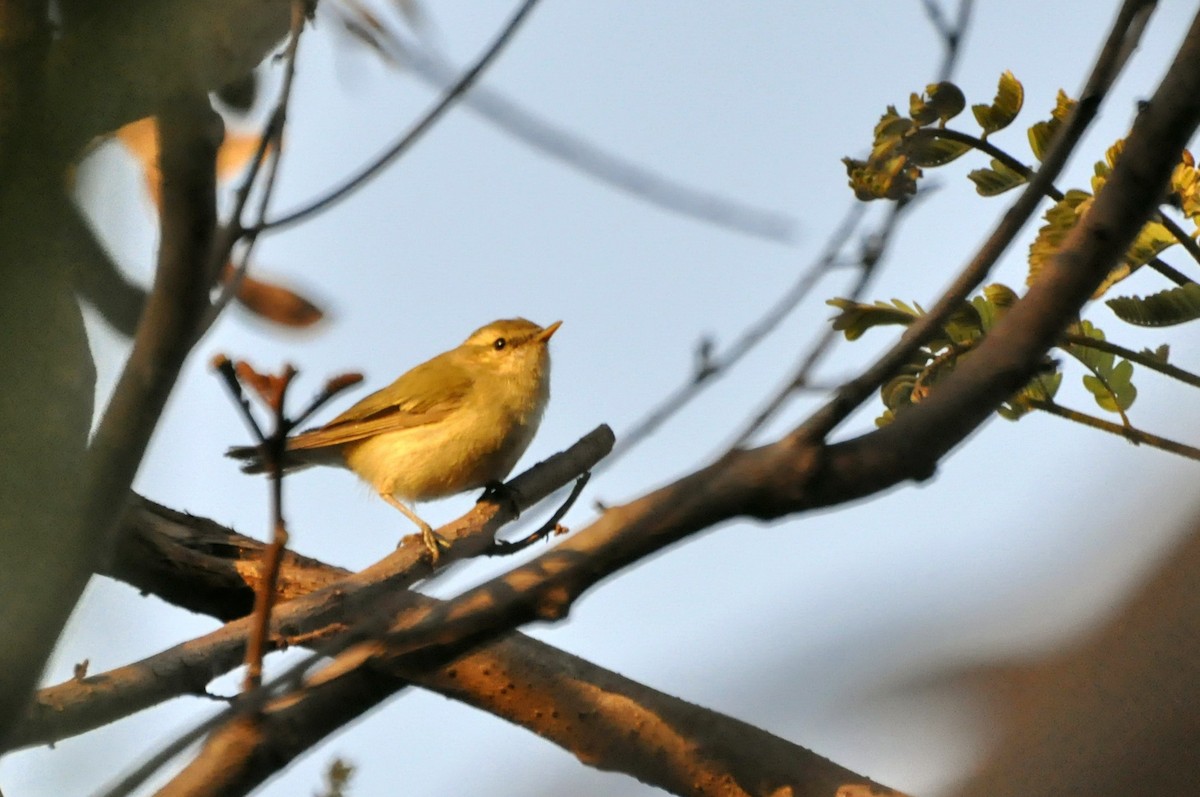 Booted Warbler - undefined