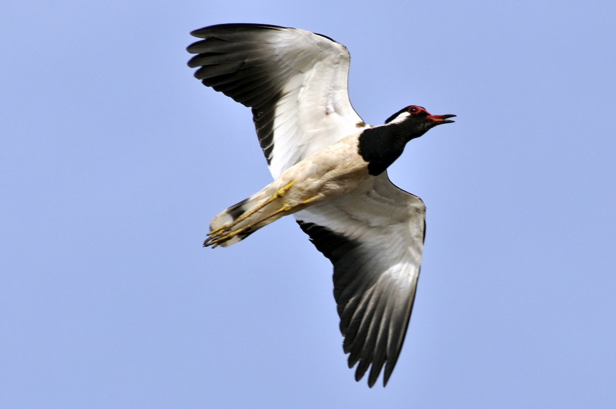 Red-wattled Lapwing - undefined