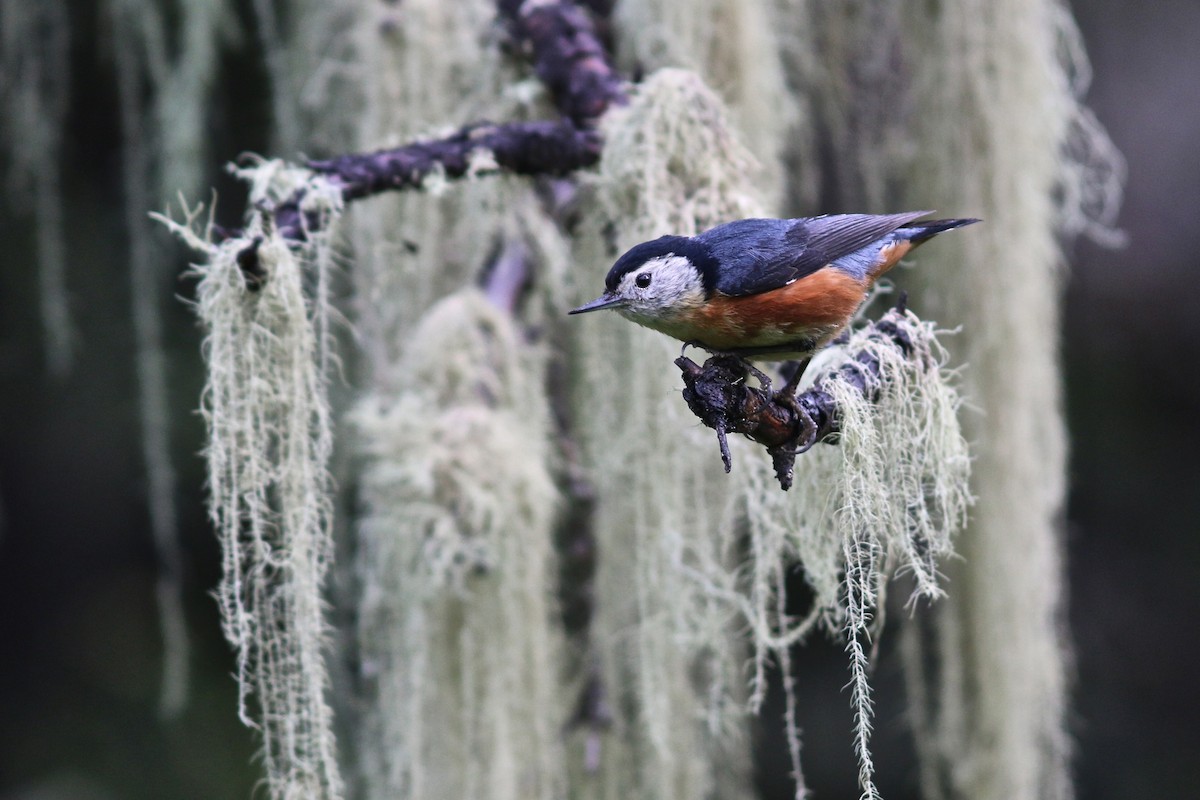 Przevalski's Nuthatch - Summer Wong China Bird Tours