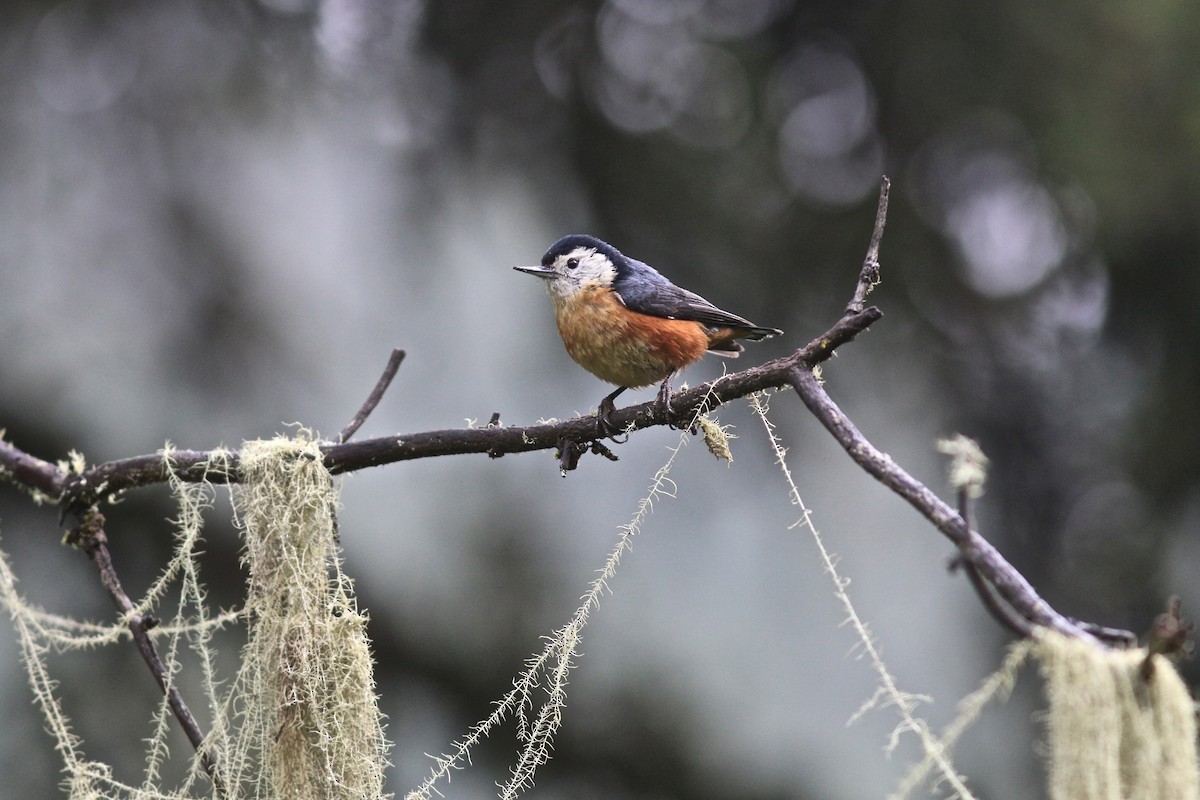 Przevalski's Nuthatch - Summer Wong China Bird Tours