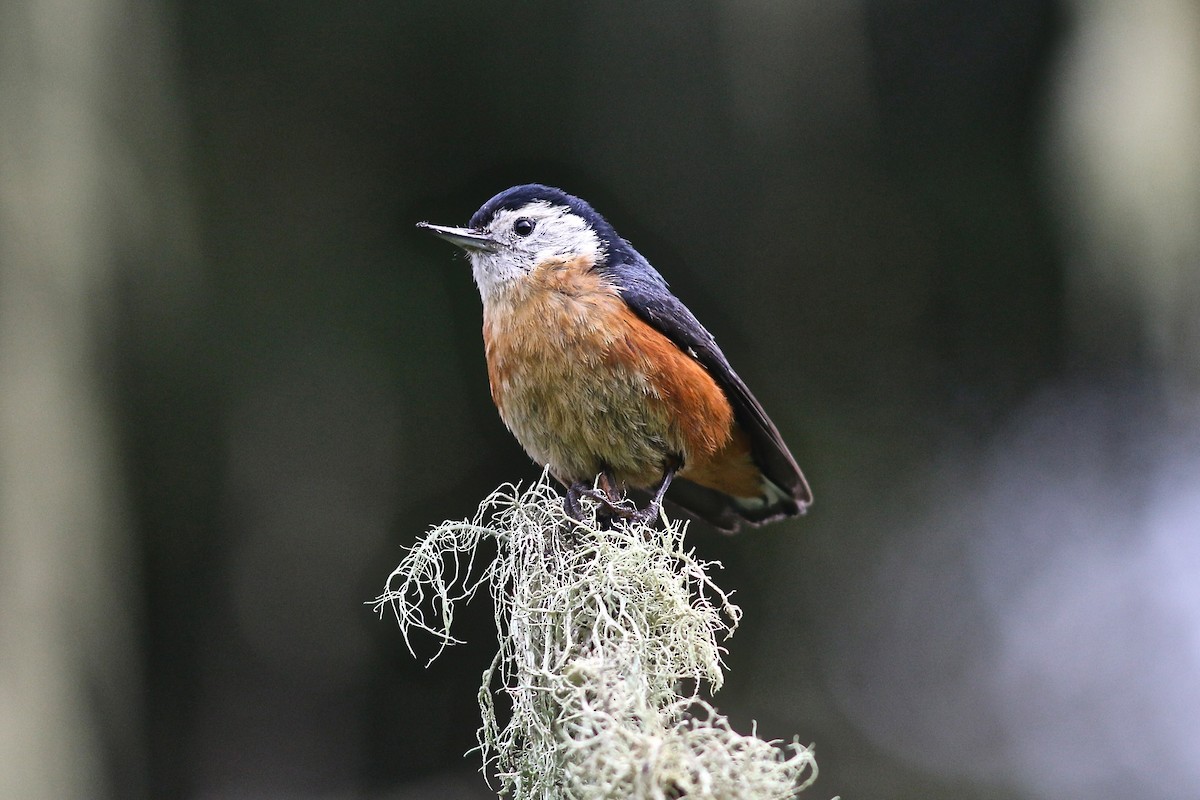 Przevalski's Nuthatch - Summer Wong China Bird Tours