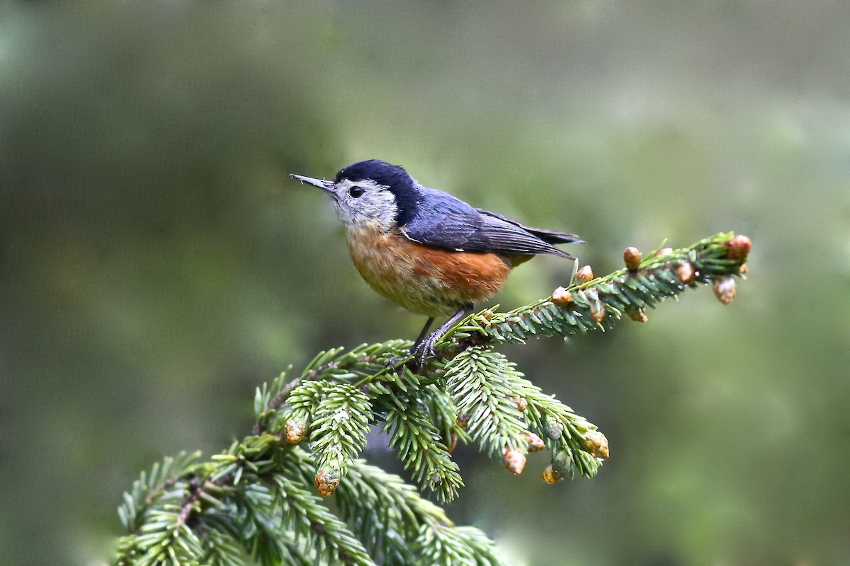 Przevalski's Nuthatch - Summer Wong China Bird Tours