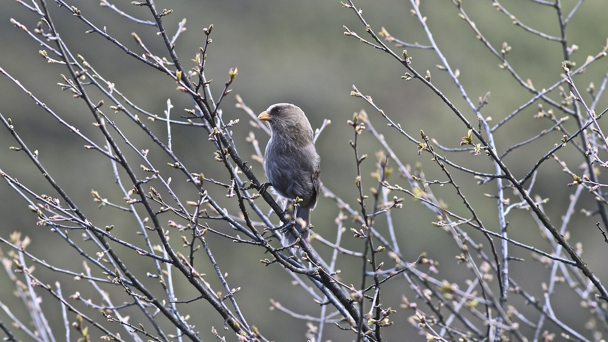 Grand Paradoxornis - ML204077971