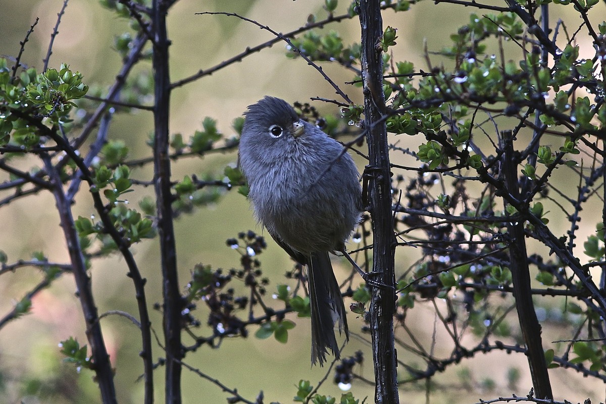 Gray-hooded Parrotbill - ML204077981