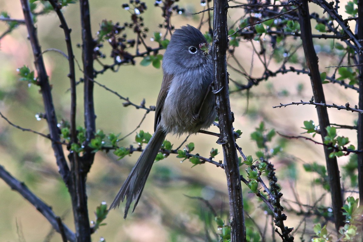 Gray-hooded Parrotbill - ML204078011