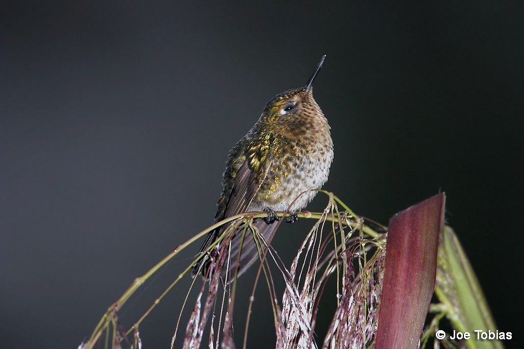 kolibřík dřišťálový (ssp. smaragdinicollis) - ML204078121