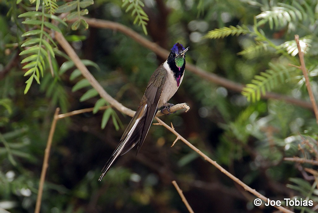 Bearded Mountaineer (Eastern) - Joseph Tobias
