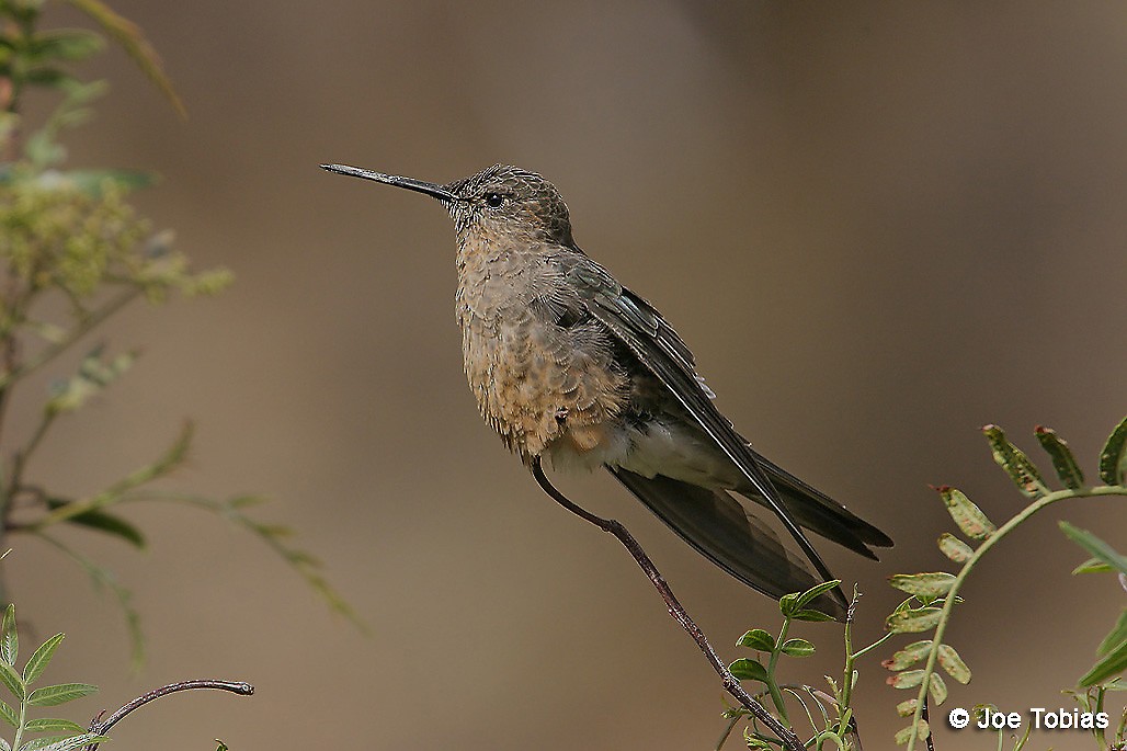 Giant Hummingbird - Joseph Tobias