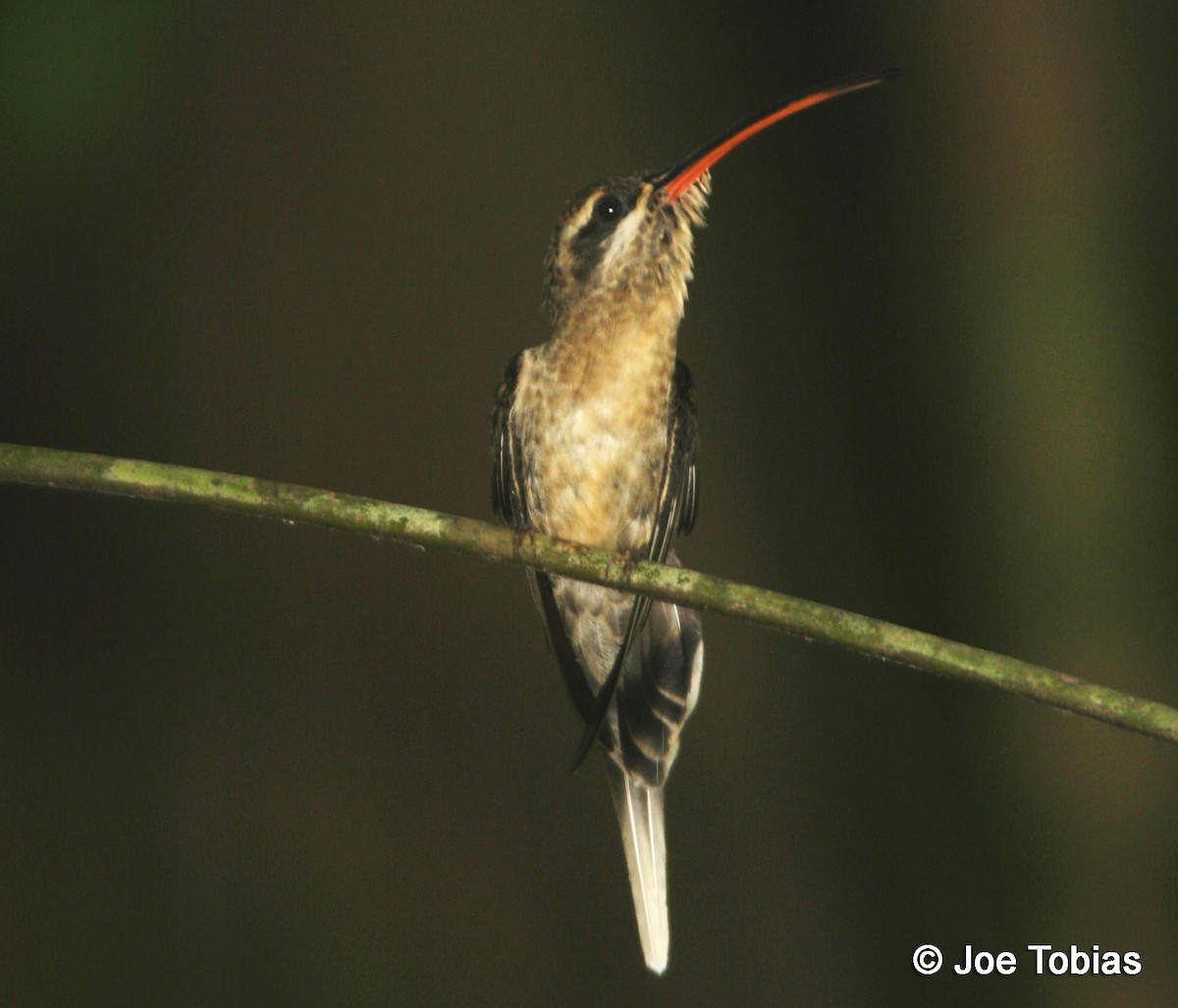 kolibřík dlouhozobý [skupina moorei] - ML204078241