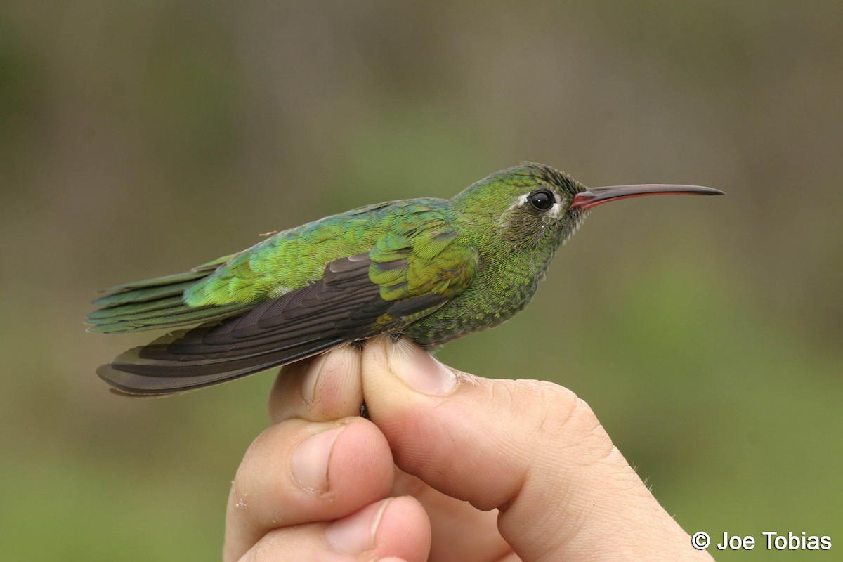 kolibřík zelenoocasý - ML204078361