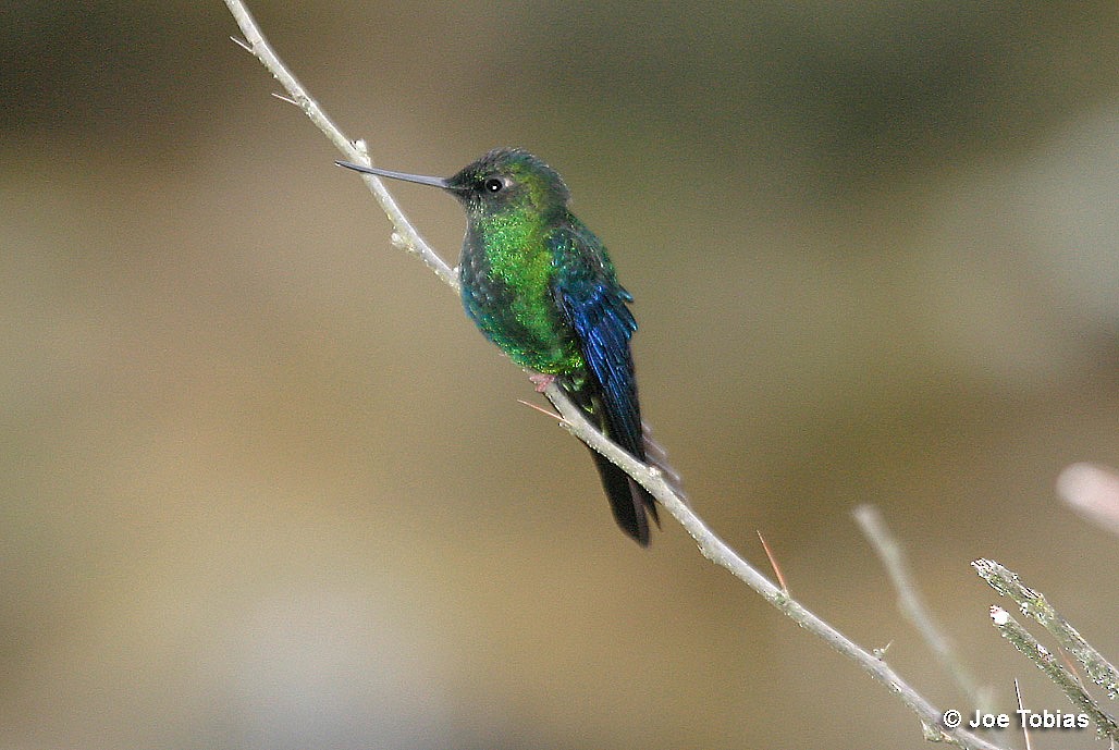 kolibřík modrokřídlý - ML204078381