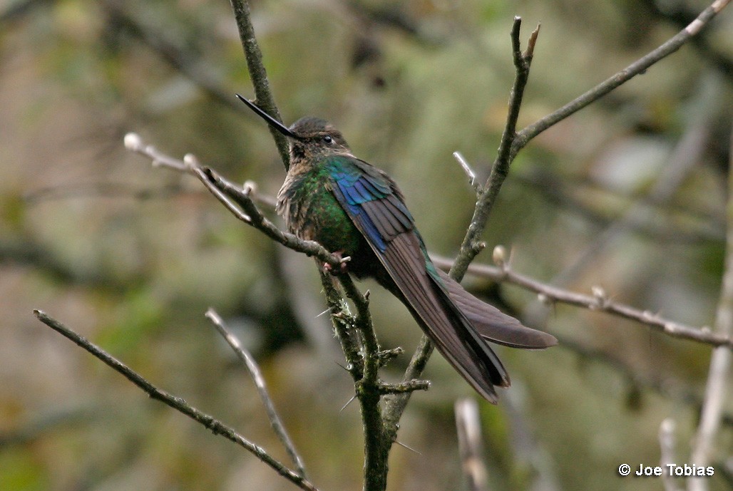 Safir Kanatlı Kolibri - ML204078401